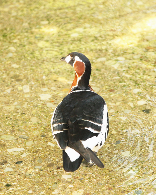 anseriformes-anatidae-branta-ruficollis-red-breasted-goose-1v5z3068