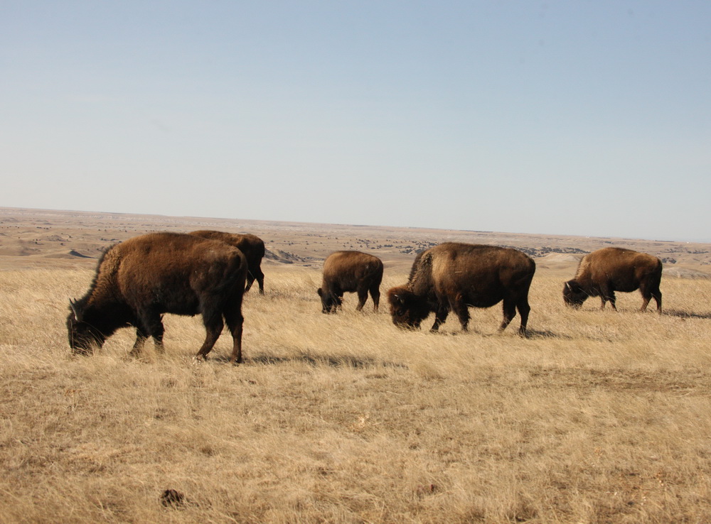 artiodactyla-bovidae-bison-bison-american-bison-1v5z0755