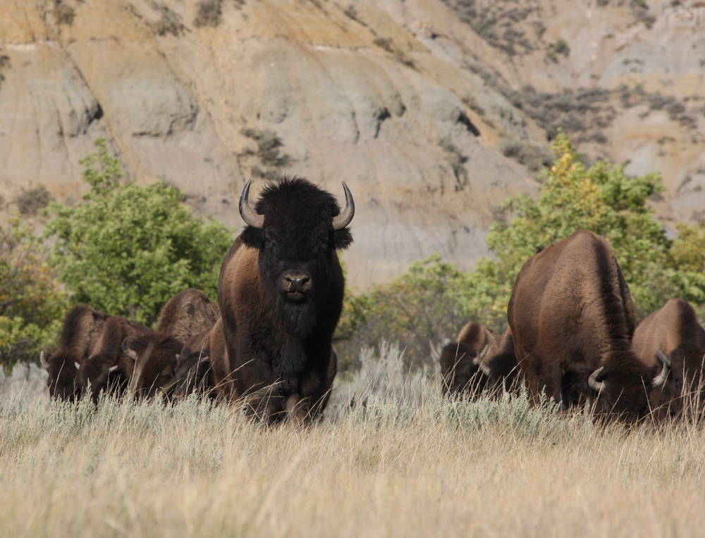 artiodactyla-bovidae-bison-bison-american-bison-1v5z2330