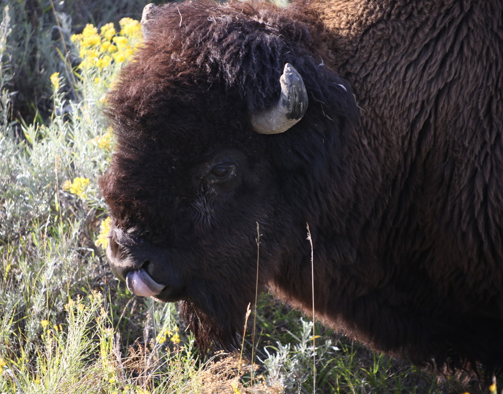 artiodactyla-bovidae-bison-bison-american-bison-1v5z2404