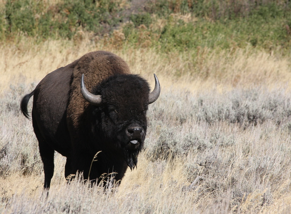 artiodactyla-bovidae-bison-bison-american-bison-1v5z4097