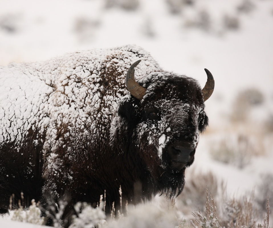 artiodactyla-bovidae-bison-bison-american-bison-done-1v5z9864