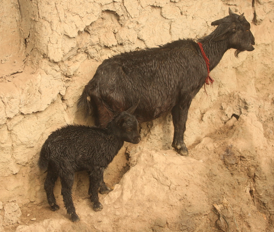 artiodactyla-bovidae-capra-aegagrus-domestic-goat-1v5z2531
