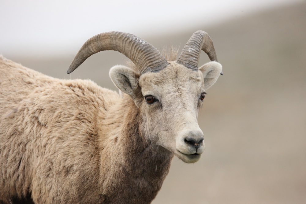 artiodactyla-bovidae-ovis-canadensis-bighorn-sheep-1v5z3440