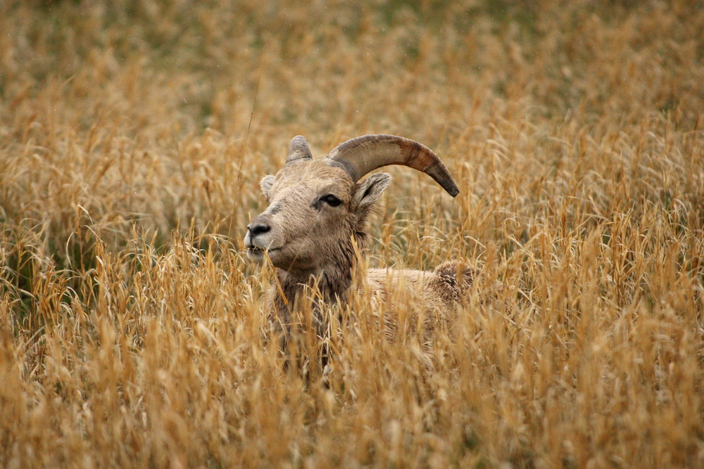 artiodactyla-bovidae-ovis-canadensis-bighorn-sheep-1v5z3636