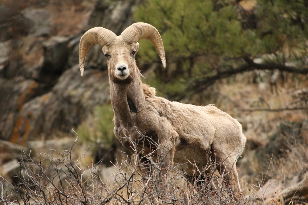 artiodactyla-bovidae-ovis-canadensis-bighorn-sheep-1v5z4685