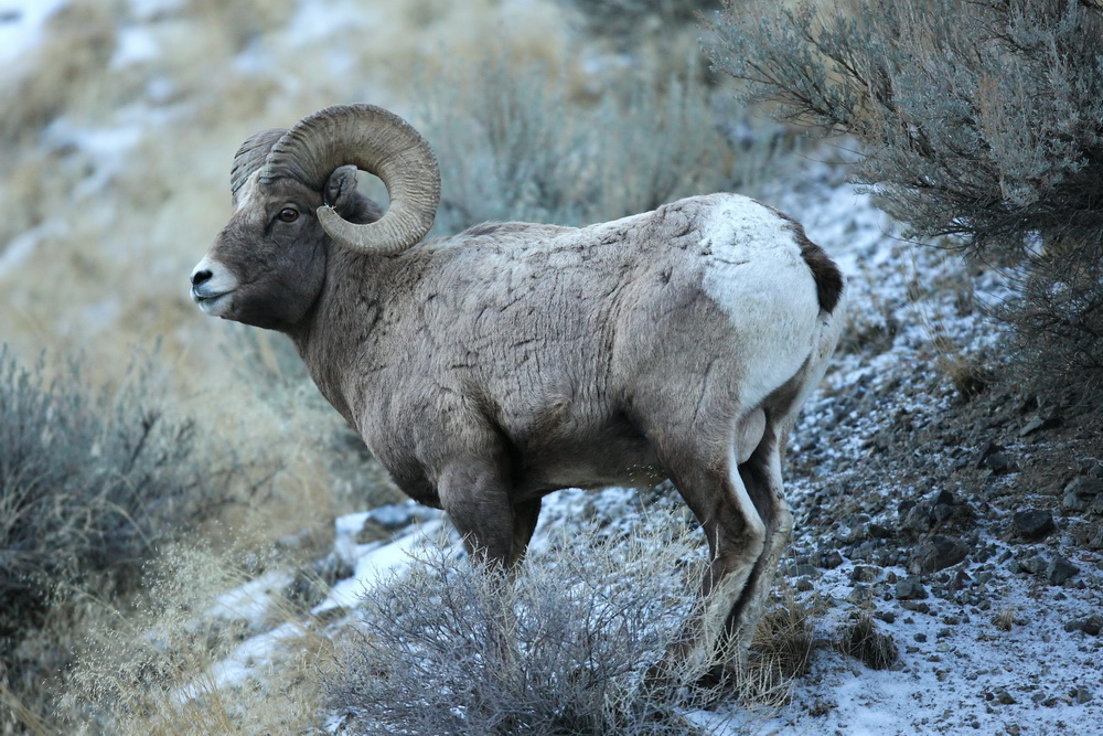 artiodactyla-bovidae-ovis-canadensis-bighorn-sheep-1v5z9034