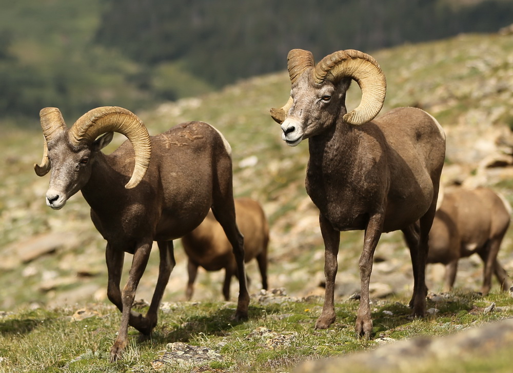 artiodactyla-bovidae-ovis-canadensis-bighorn-sheep-b01q4315