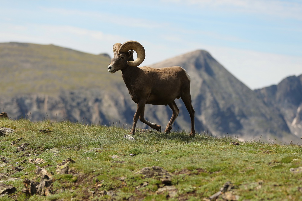 artiodactyla-bovidae-ovis-canadensis-bighorn-sheep-b01q4507