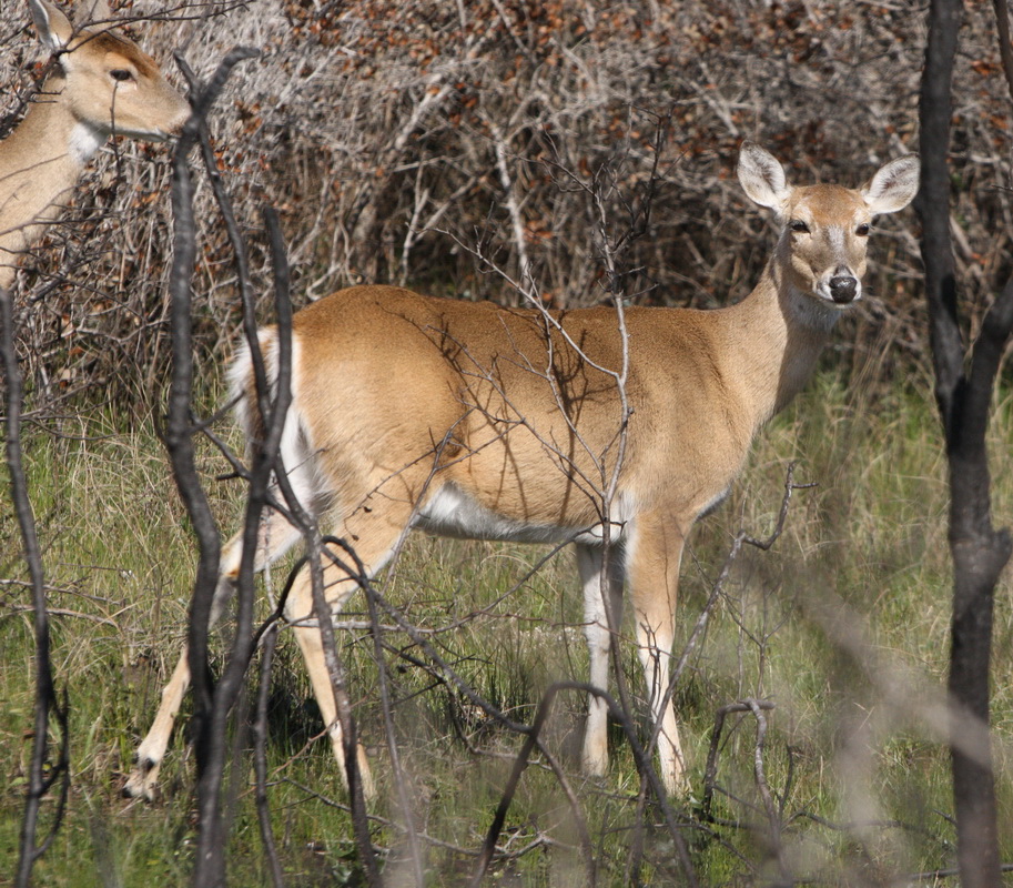 artiodactyla-cervidae-odocoileus-virginianus-white-tailed-deer-1v5z2715