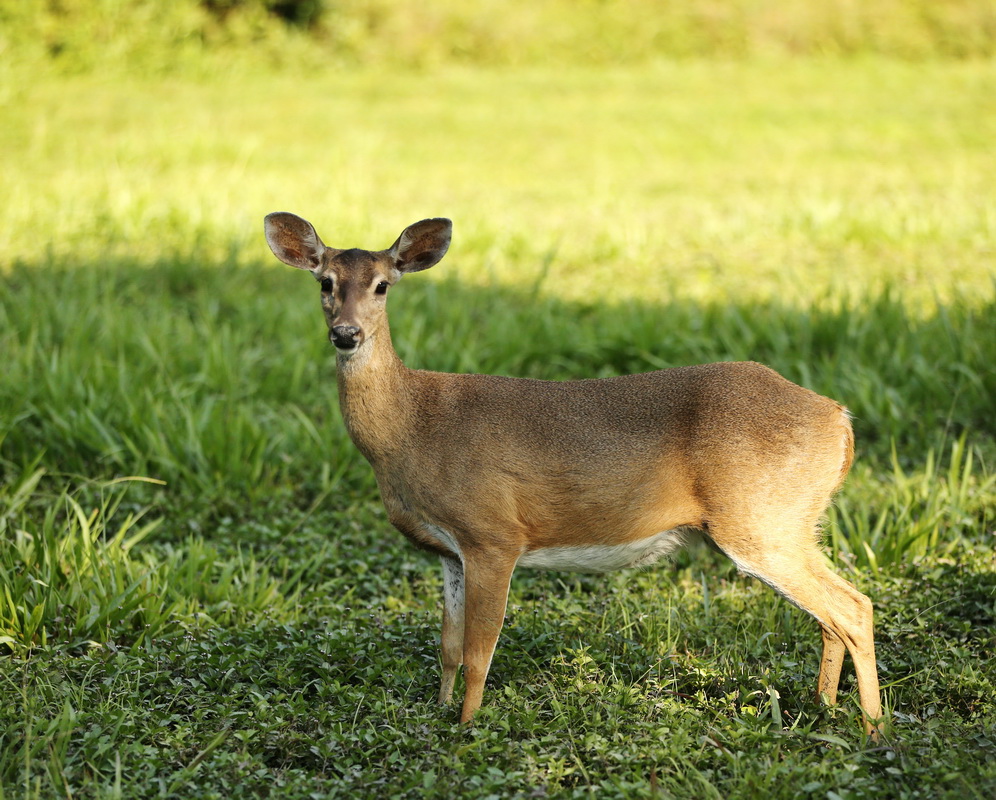artiodactyla-cervidae-odocoileus-virginianus-white-tailed-deer-b01q0655