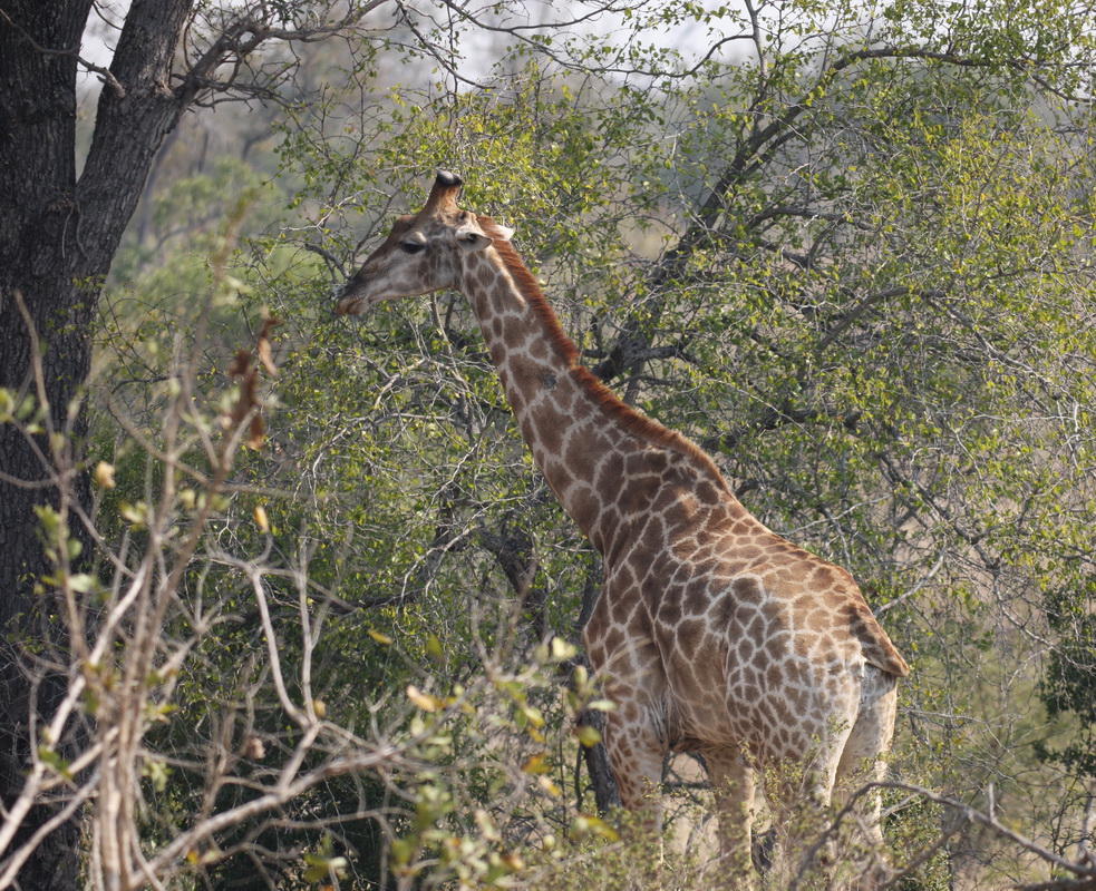 artiodactyla-giraffidae-giraffa-camelopardalis-giraffe-1v5z9703