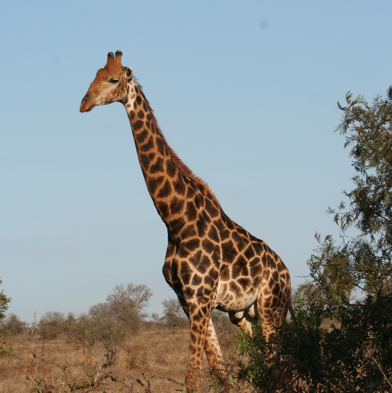 artiodactyla-giraffidae-giraffa-camelopardalis-giraffe-img_2267