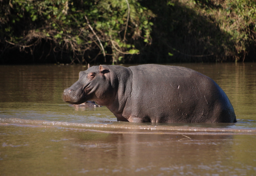 artiodactyla-hippopotamidae-hippopotamus-amphibius-hippopotamus-1v5z3664