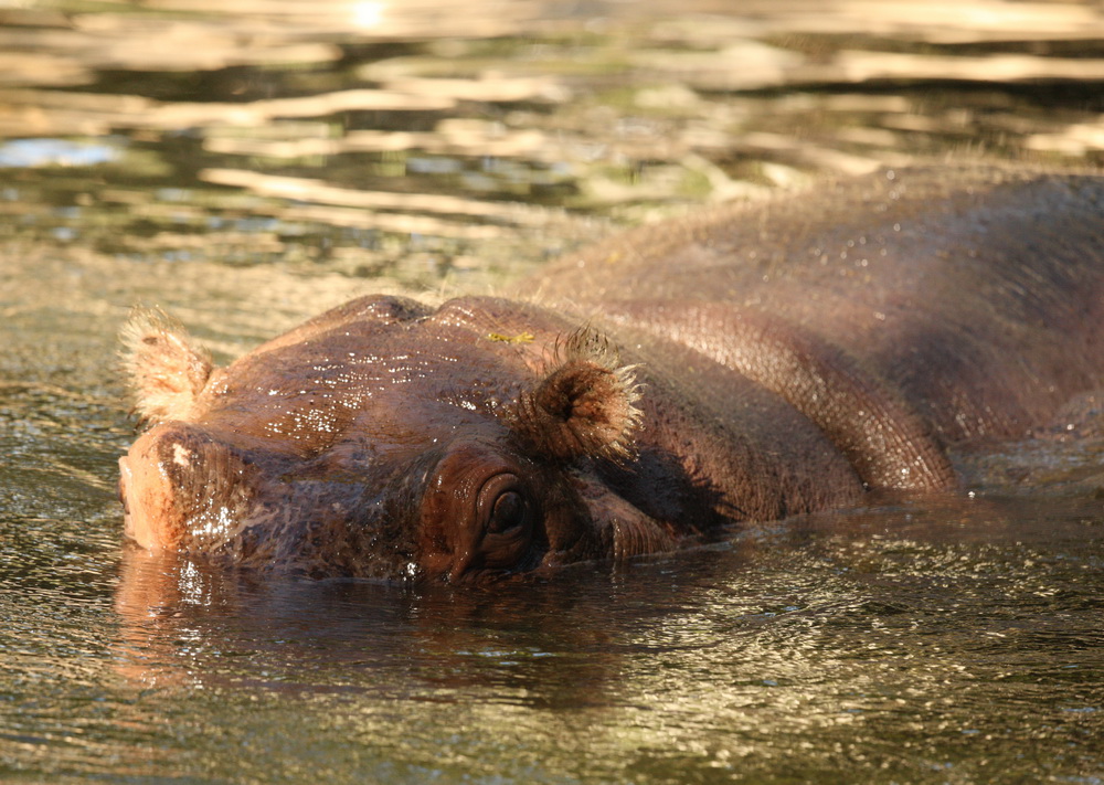 artiodactyla-hippopotamidae-hippopotamus-amphibius-hippopotamus-1v5z6330