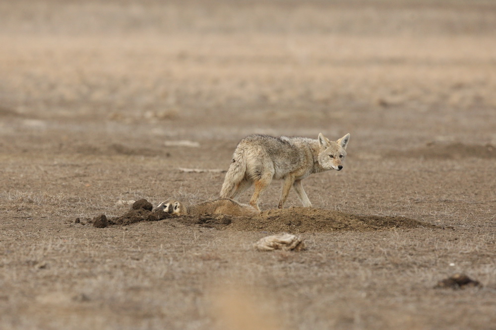 carnivora-canidae-canis-latrans-coyote-1v5z3259