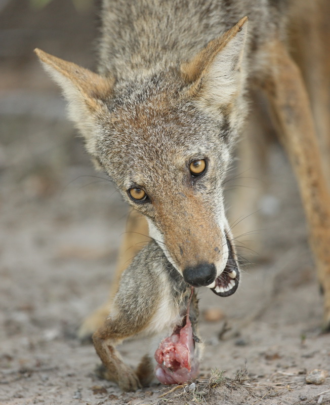 carnivora-canidae-canis-latrans-coyote-1v5z4466