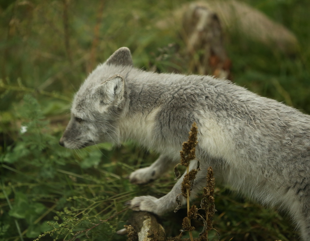 carnivora-canidae-vulpes-lagopus-arctic-fox-b01q1816