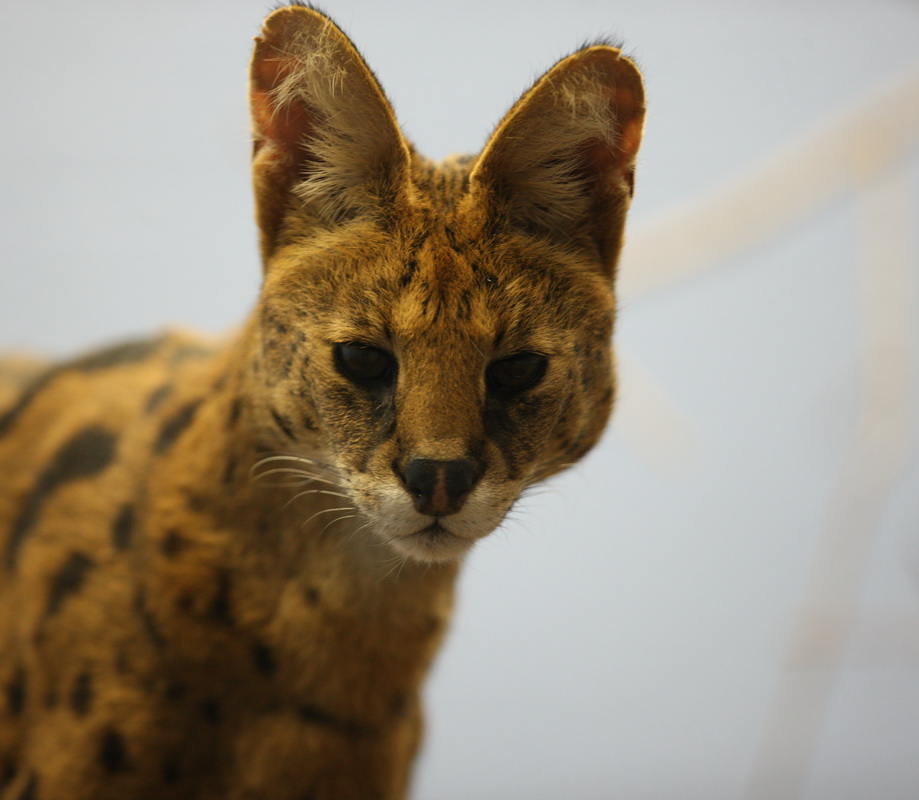 carnivora-felidae-leptailurus-serval-serval-1v5z3441