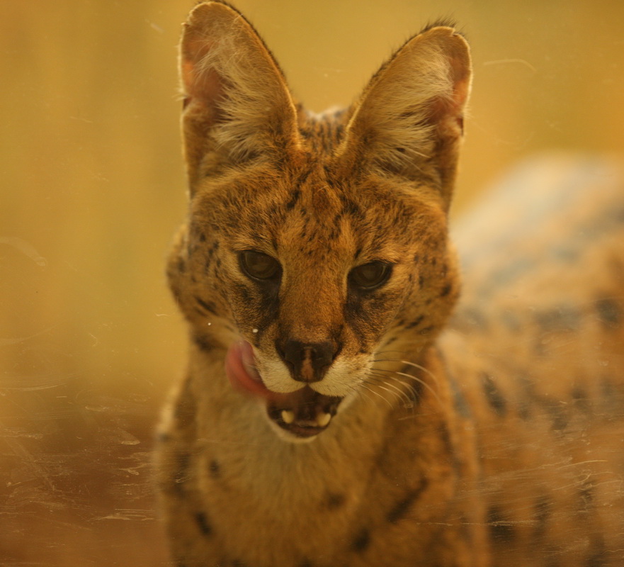 carnivora-felidae-leptailurus-serval-serval-1v5z3470