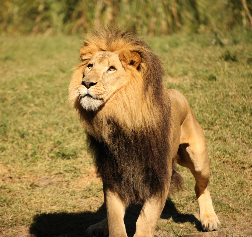 carnivora-felidae-panthera-leo-lion-1v5z5137