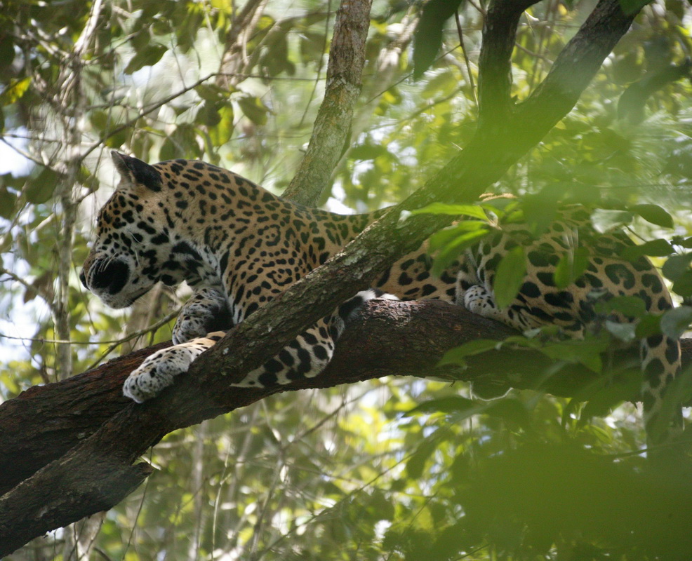 carnivora-felidae-panthera-onca-jaguar-7b2s3664