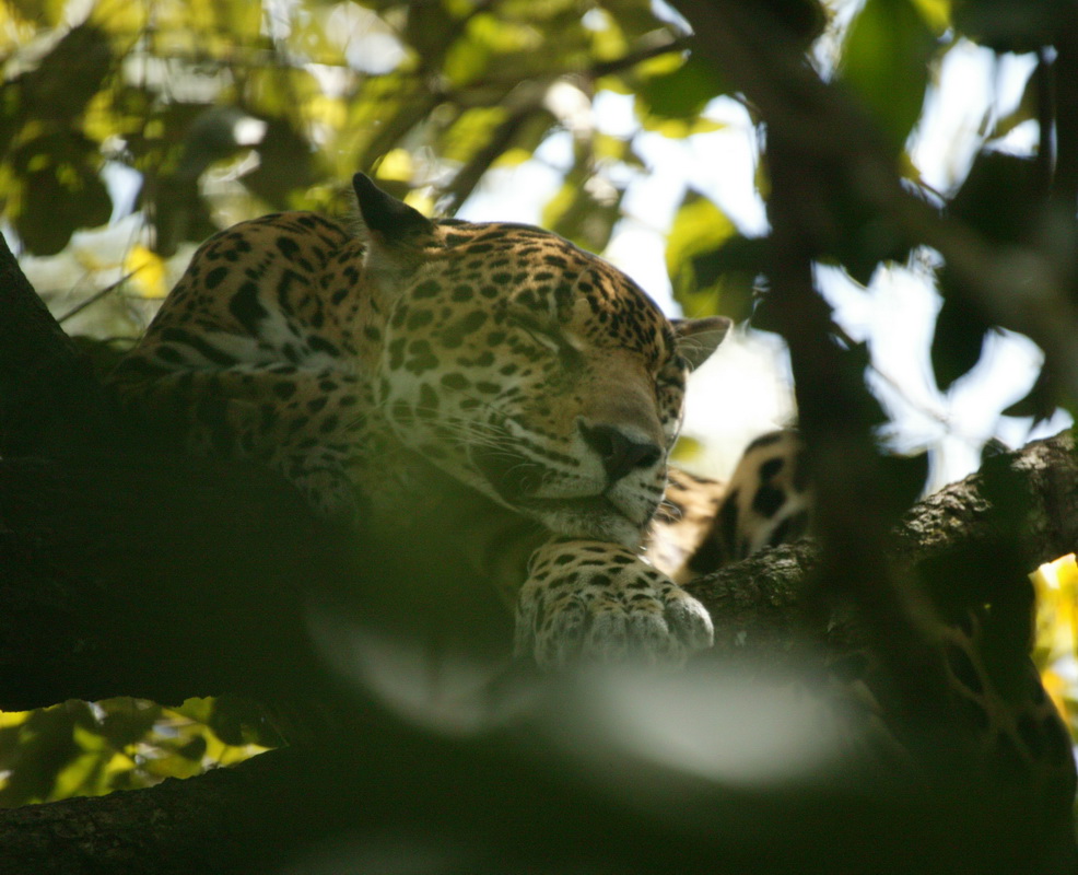 carnivora-felidae-panthera-onca-jaguar-7b2s3667