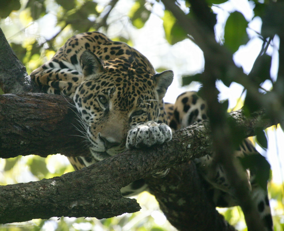 carnivora-felidae-panthera-onca-jaguar-7b2s3673