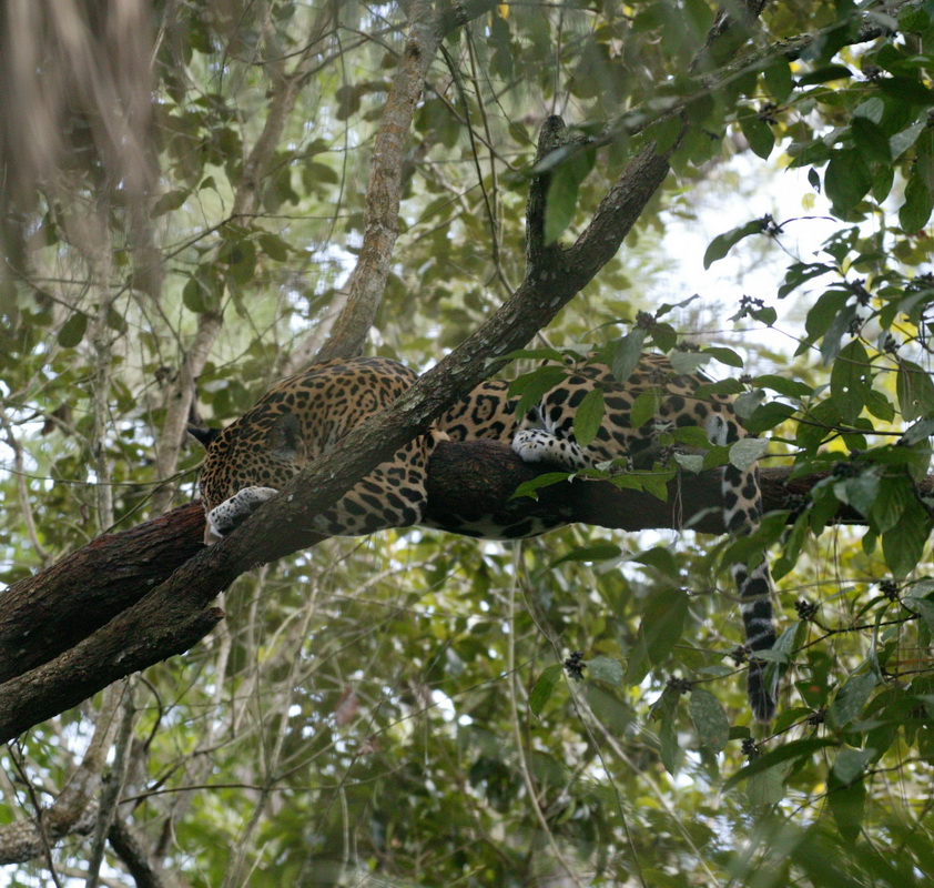 carnivora-felidae-panthera-onca-jaguar-7b2s3691