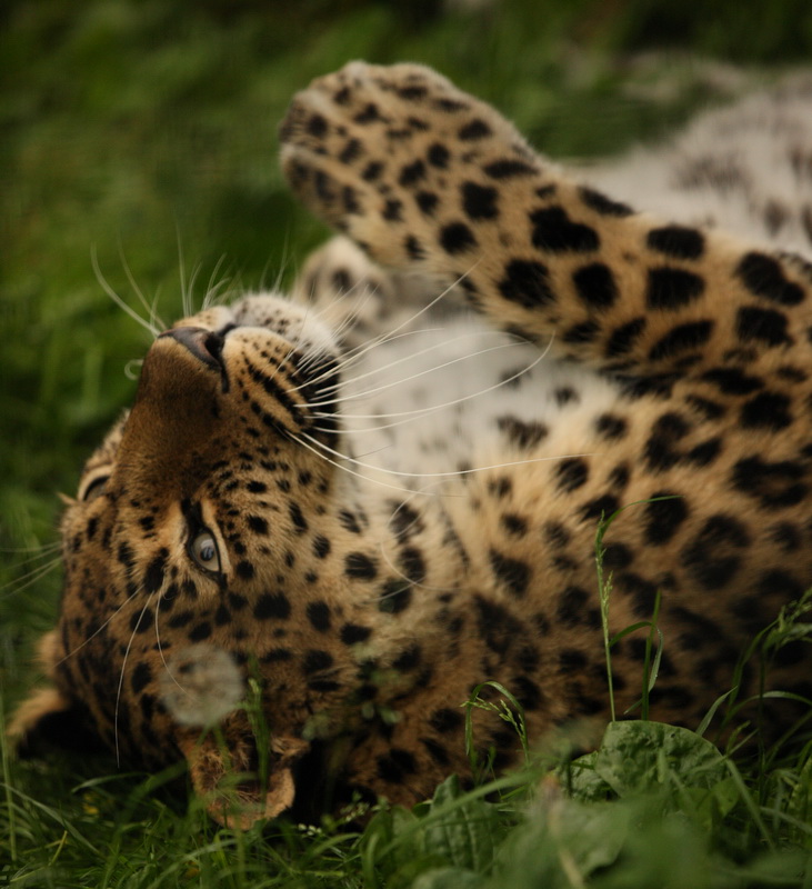 Carnivora Felidae Panthera pardus Leopard 1V5Z7476