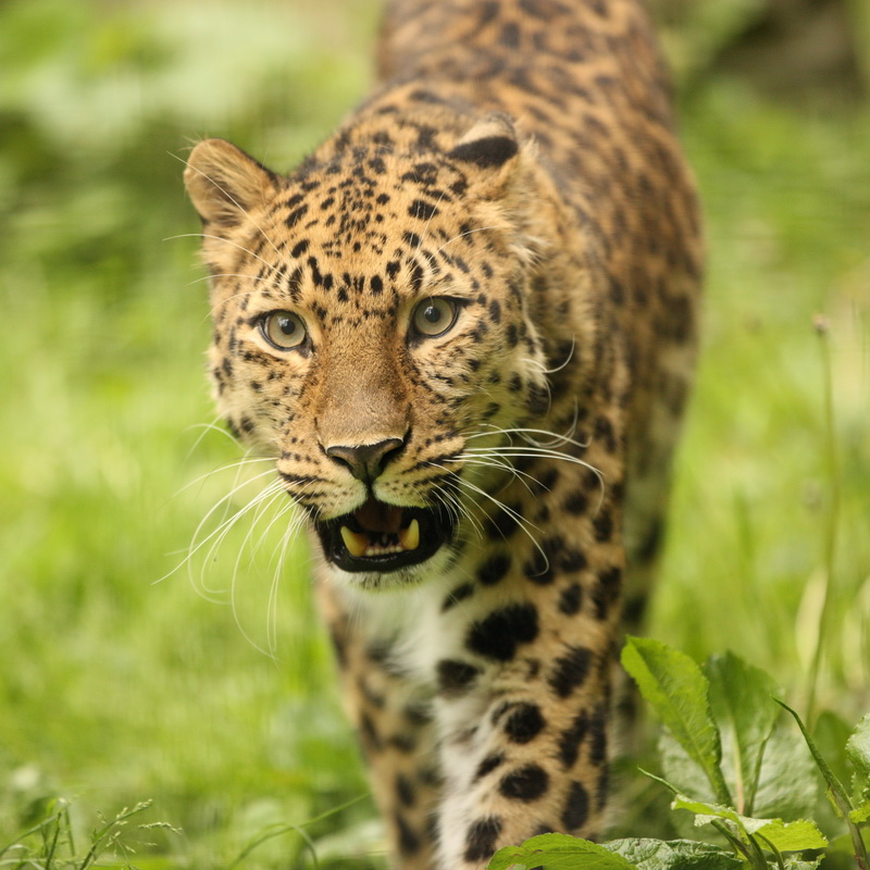 Carnivora Felidae Panthera pardus Leopard 1V5Z7503