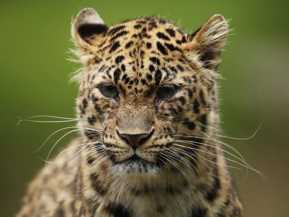 Carnivora Felidae Panthera pardus Leopard AX9I1758