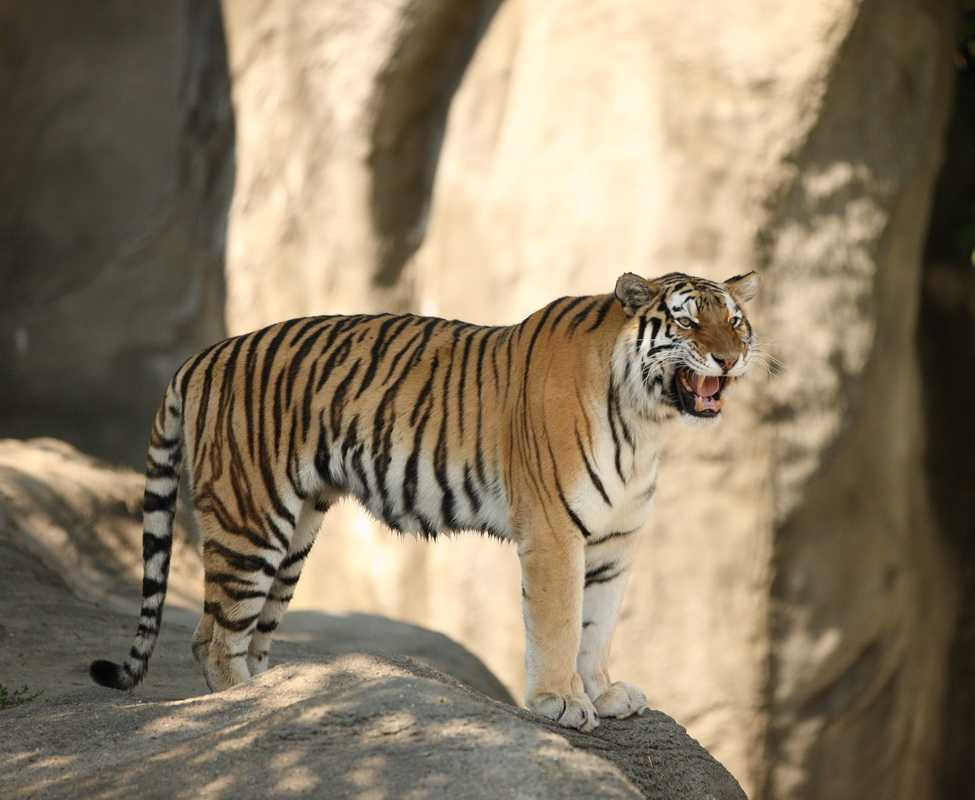 carnivora-felidae-panthera-tigris-tiger-1v5z0249