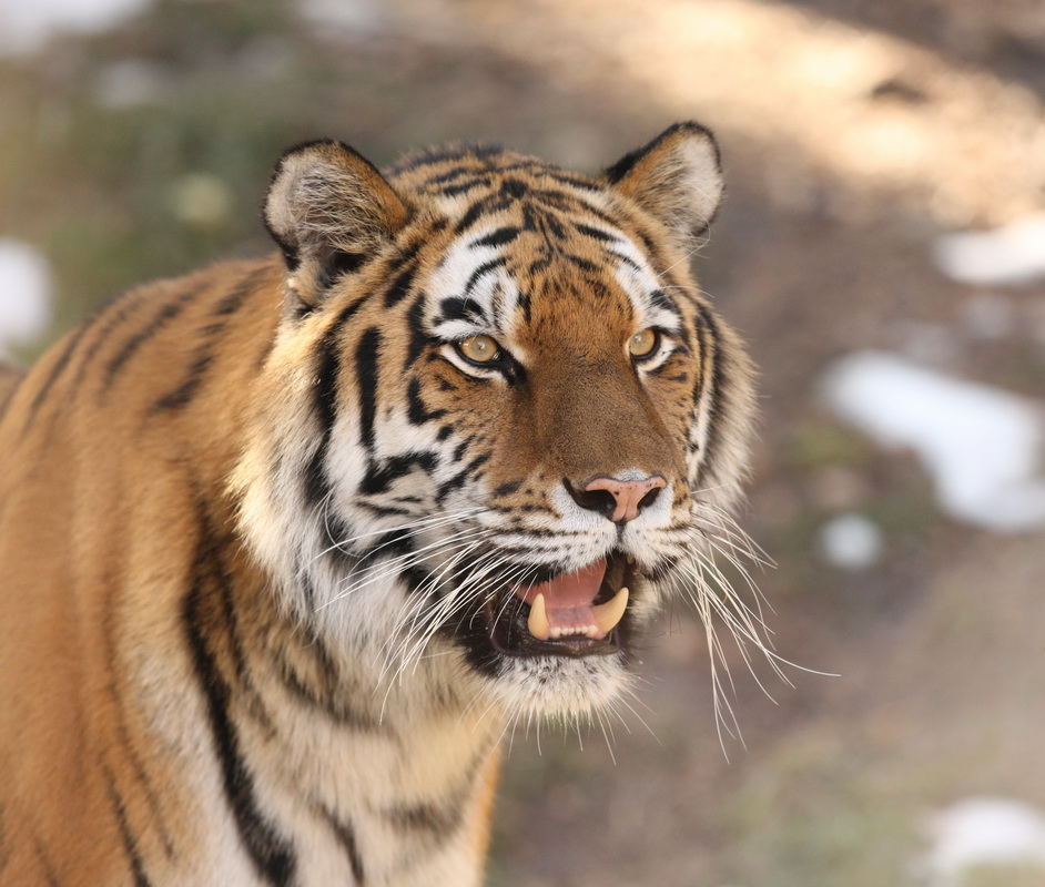 carnivora-felidae-panthera-tigris-tiger-1v5z2623