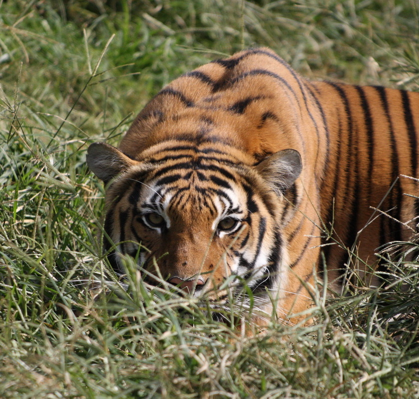carnivora-felidae-panthera-tigris-tiger-1v5z6926c