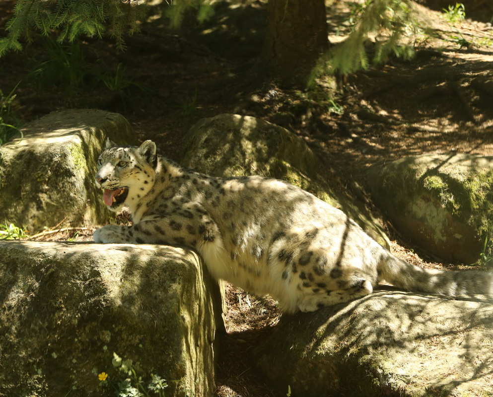 carnivora-felidae-panthera-uncia-snow-leopard-b01q2759