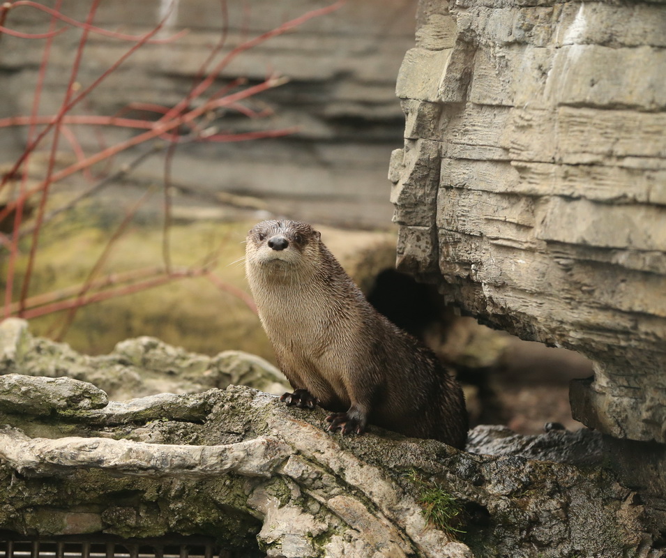 carnivora-mustelidae-lutra-canadensis-north-american-river-otter-b01q2702