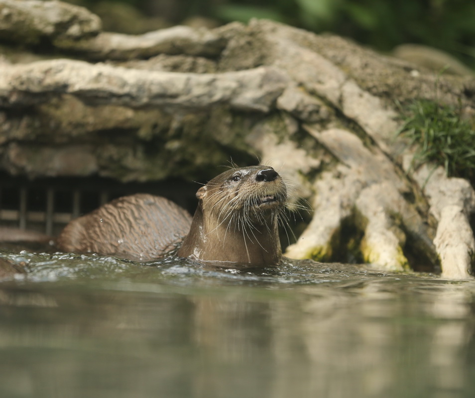 carnivora-mustelidae-lutra-canadensis-north-american-river-otter-b01q8482