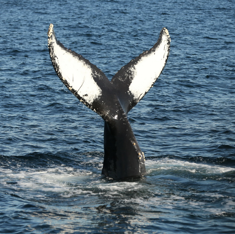 cetacea-balaenopteridae-megaptera-novaeangliae-humpback-whale-b01q9452