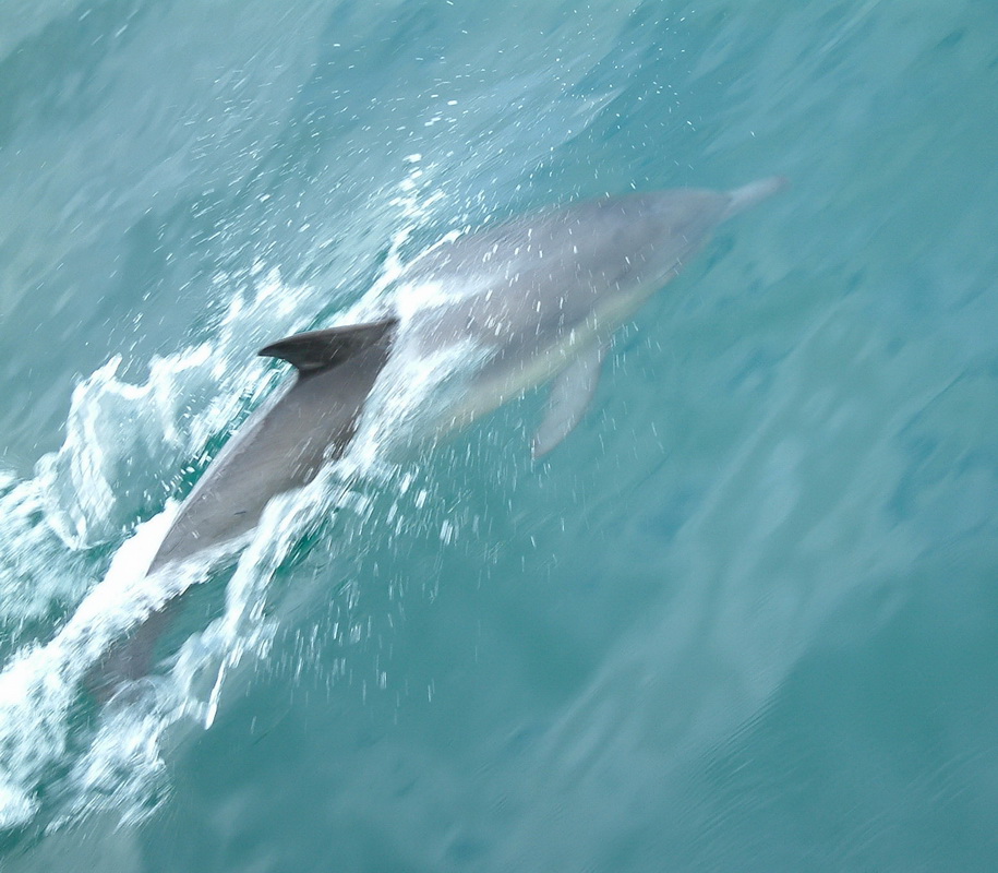 cetacea-delphinidae-delphinus-capensis-long-beaked-common-dolphin-dscf0290