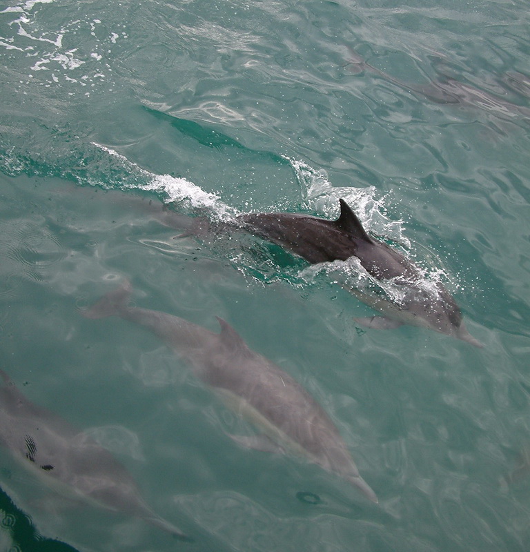cetacea-delphinidae-delphinus-capensis-long-beaked-common-dolphin-dscf0340
