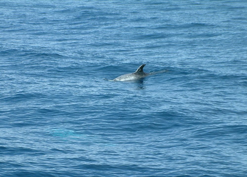cetacea-delphinidae-grampus-griseus-rissos-dolphin-dscf3312
