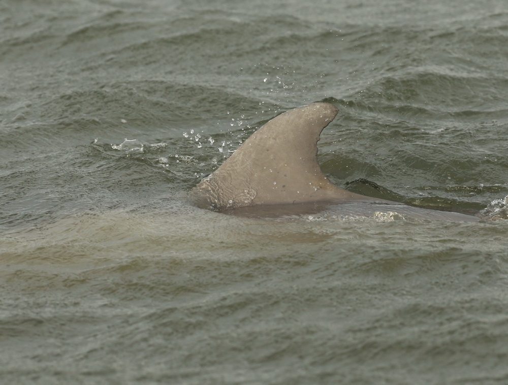 cetacea-delphinidae-tursiops-bottlenose-dolphin-b01q3196