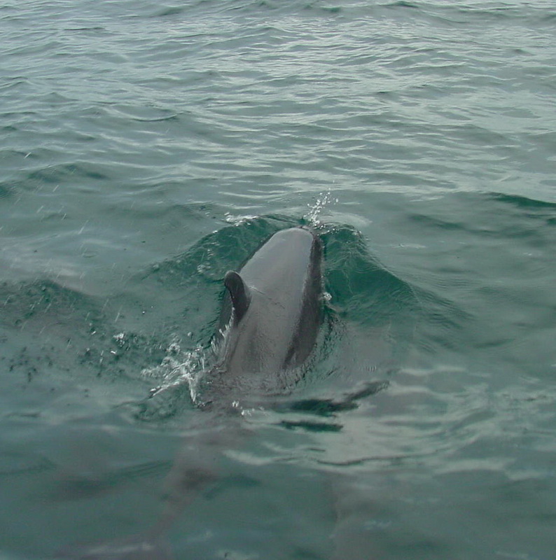 cetacea-delphinidae-tursiops-bottlenose-dolphin-dsc05394