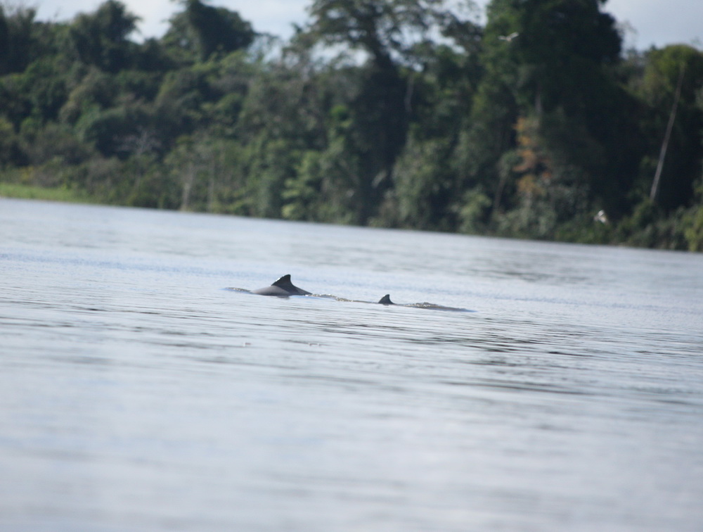 cetacea-iniidae-inia-geoffrensis-amazon-river-dolphin-1v5z7635