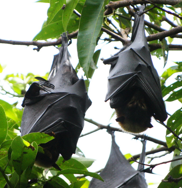 chiroptera-pteropdodidae-pteropus-alecto-black-flying-fox-1v5z958a0_2