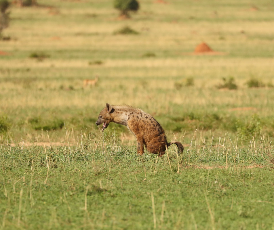 Crocuta crocuta Spotted hyena AX9I6207