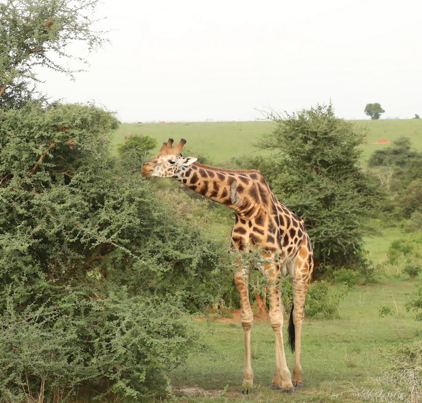 Giraffa camelopardalis Giraffe AX9I4068
