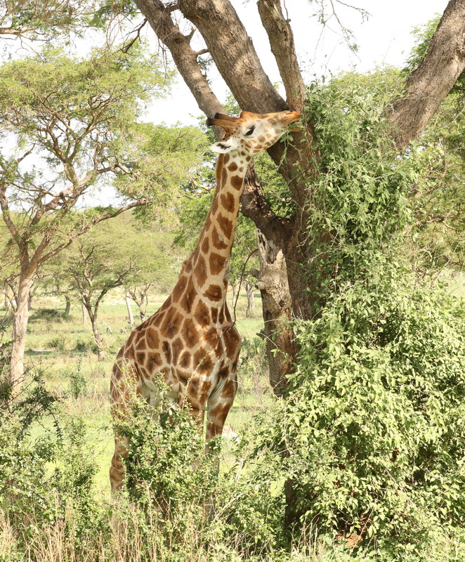 Giraffa camelopardalis Giraffe AX9I6089