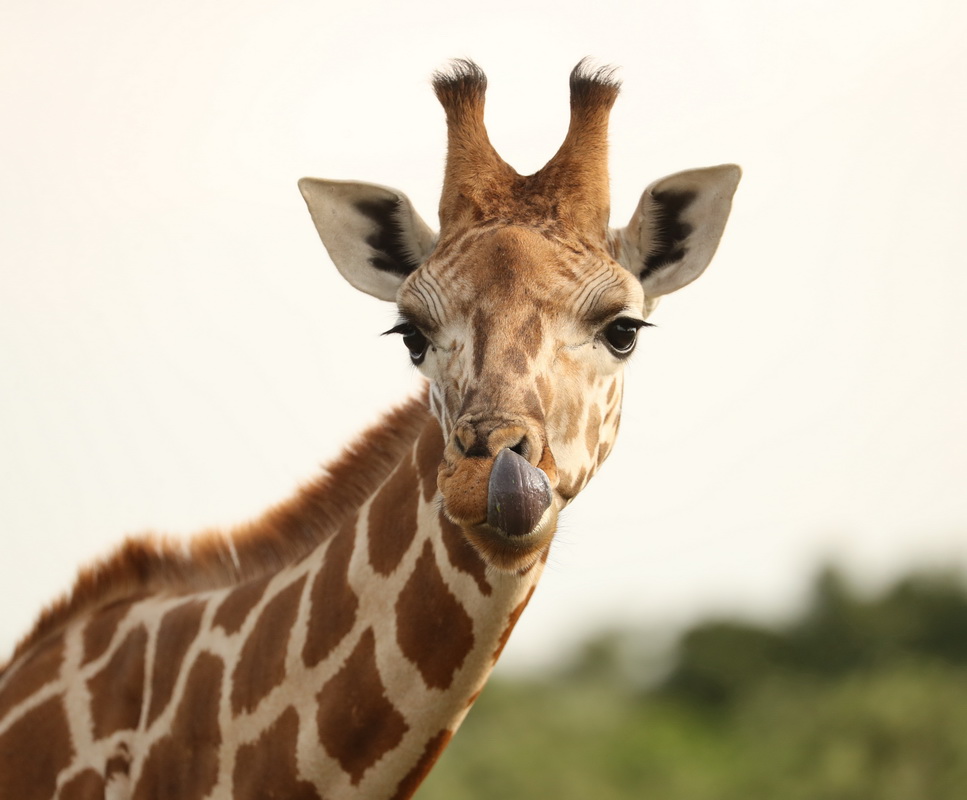 Giraffa camelopardalis Giraffe AX9I6555